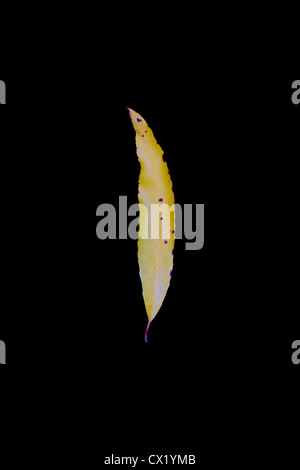 A willow (Salix sp.) leaf turns yellow in autumn against a black backround, Alaska, USA. Stock Photo