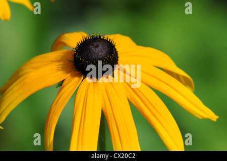 Blooming black-eyed Susan in summer Stock Photo