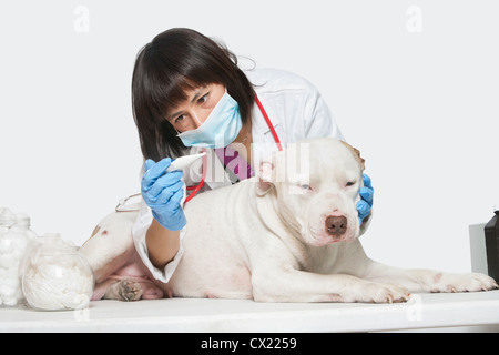 Female veterinarian checking temperature of dog over gray background Stock Photo