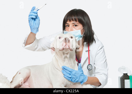 Portrait of female vet checking temperature of dog over gray background Stock Photo