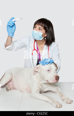 Female veterinarian checking temperature of dog over gray background Stock Photo