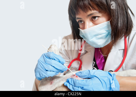 Female veterinarian cleaning injury on dog's leg with stick bud over gray background Stock Photo