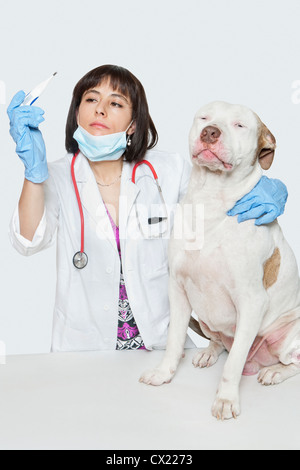 Female veterinarian checking temperature of dog over gray background Stock Photo