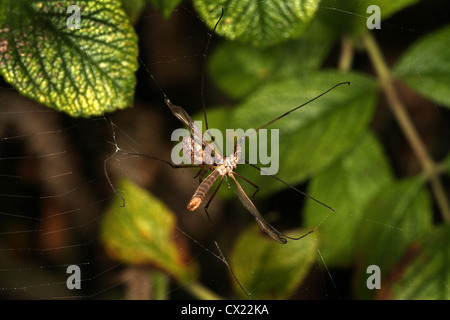 A spider eats a fly trapped in its web Stock Photo - Alamy