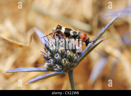 A little bright black-red-white longhorn beetle on a flower