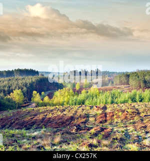 View across Cannock Chase forest with fresh bright new foliage of spring view towards Birches Valley Dawn Cannock Chase Stock Photo