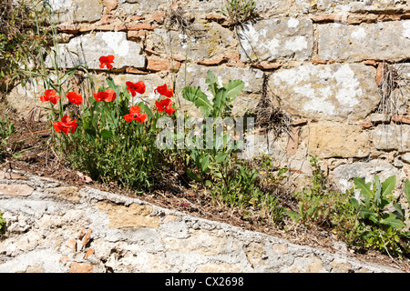 Red Poppy flowers on a wall, Volterra Tuscany Italy Stock Photo
