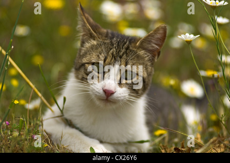 Young cat lying in flowering meadow looking at camera Stock Photo