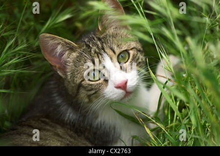 A young cat lying in lush green grass looking up into the camera Stock Photo