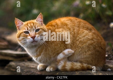 Ginger cat sitting on stone wall in the garden looking alert Stock Photo