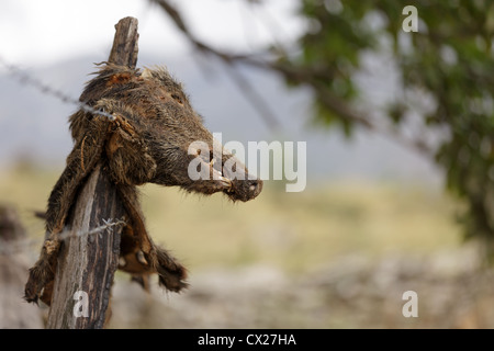 dead impaled wild boar head on fence stake, no trespassing sign, Corsica island, France Stock Photo