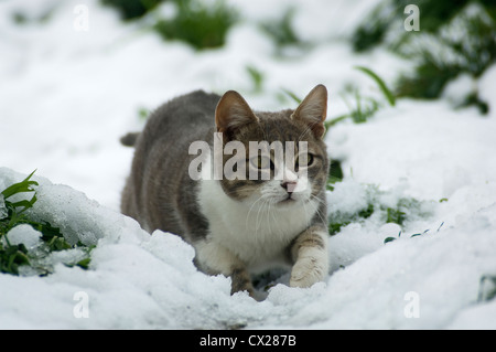 A young cat lurking in the snow Stock Photo