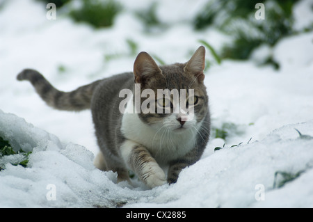 A young cat lurking in the snow Stock Photo