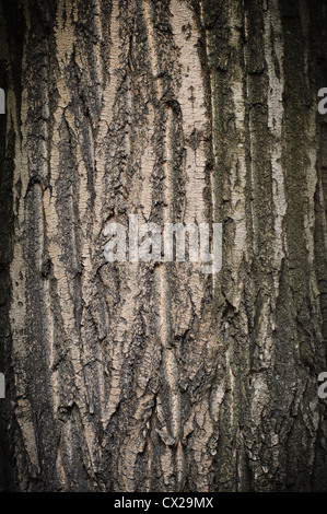 Bark of oak tree textured surface with small details Stock Photo