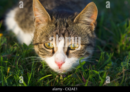 A young domestic cat lurking in the grass Stock Photo