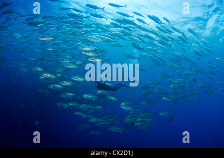 Cocos Island, Costa Rica, underwater sea , diver, school of fish, horse eye jack, scuba, diving, ocean, sea, blue water, deep Stock Photo