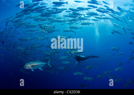 Cocos Island, Costa Rica, underwater,  sea life, diver, scuba, diving, school of fish, horse eye jack, blue water, ocean, sea Stock Photo