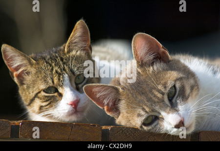 Two cats dozing side by side in the sun looking at camera