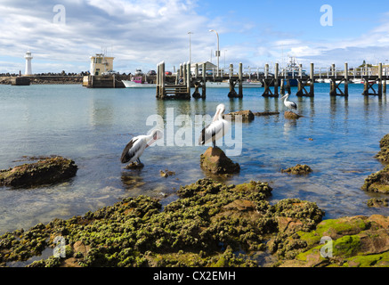 Pelicans Preening, North Wollongong Fishing Harbour, New South Wales, Australia Stock Photo