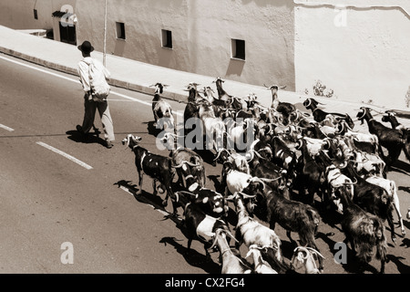 Shepherd leading goats through village on Gran Canaria, Canary Islands, Spain Stock Photo