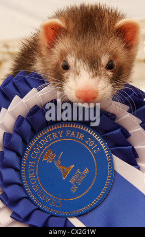 Ferret/Polecart wins best in show at Chatsworth Country Fair, Chatsworth House,Derbyshire,UK Stock Photo