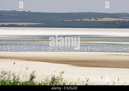 Flamingos on the salt flats of the Lagoon of Fuente de Piedra, Andalusia Spain. Stock Photo
