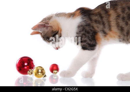 kitten Stock Photo