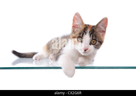 lying kitten Stock Photo