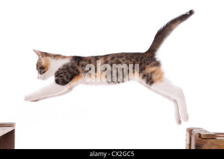jumping kitten Stock Photo