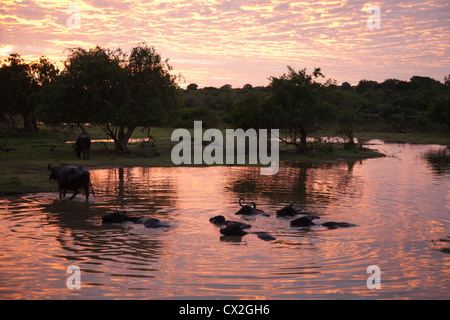 Water buffalo at dawn, Yala National Park, Sri Lanka Stock Photo