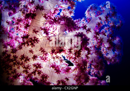 underwater scene of Palau, coral reefs, soft coral, colorful,  tropical reef,  pink, blue water, clear water, deep, ocean, sea, Stock Photo