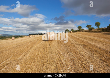 Agricultural landscape with round straw bales in a steeply sloping stubble field under a blue sky with dramatic clouds Stock Photo