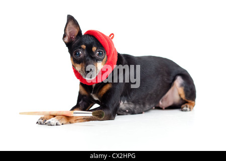 lying toy terrier dog in artist hat with painting brush Stock Photo