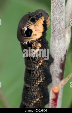 A close up of the head of the Elephant Hawk Moth Caterpillar, Deilephila elpenor Stock Photo