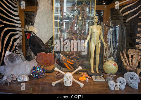 The Evolution Store in Spring Street Soho sells Skulls, Skeletons , New York, USA, Stock Photo