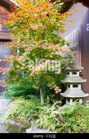 Japanese Maple Tree with Stone Pagoda Lantern Rocks and Ferns Stock Photo