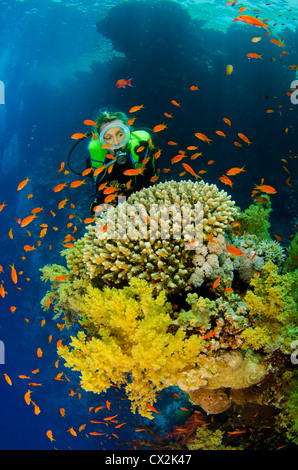 Red Sea, underwater, coral reef, sea life, marine life, ocean, scuba diving, vacation, water, diver, female diver, anthias fish Stock Photo