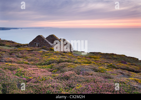 Flowering heather surrounding the remains of the Calciner building at Wheal Coates Tin Mine near St Agnes, Cornwall, England.