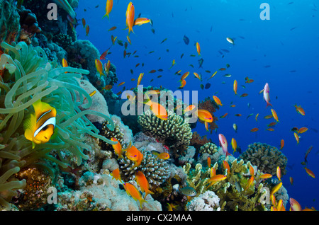 coral reef, Red Sea, Egypt, underwater, tropical reef, blue water, scuba, diving, ocean, sea, fish, sea life, clear water. Stock Photo