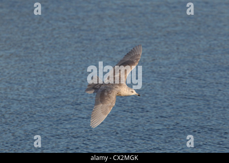 Second winter Iceland Gull Larus glaucoides, Shetland, Scotland, UK Stock Photo