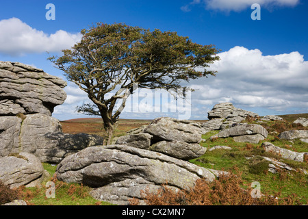 Hawthorn tree and granite outcrop, Saddle Tor, Dartmoor, Devon, England. Autumn (October) 2010. Stock Photo