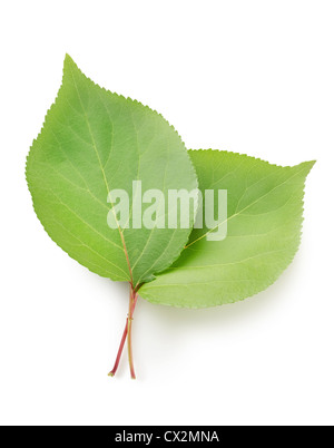 Leaves apricots isolated on white background Stock Photo