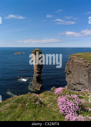 dh Yesnaby Castle YESNABY ORKNEY Scottish Sea stack seapink flowers rocky seacliffs top coast scotland summer thrift stacks cliffs uk