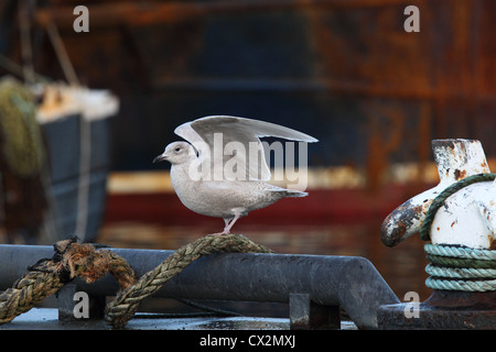 First  winter Iceland Gull Larus glaucoides, Shetland, Scotland, UK Stock Photo