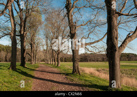 Appleton Farms in ipswich and Hamilton, Massachusetts. Old tree-lined road Stock Photo