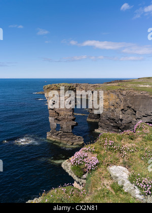 dh Yesnaby Castle YESNABY ORKNEY Sea stack seapink flowers rocky seacliffs top