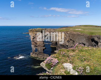 dh Yesnaby Castle YESNABY ORKNEY Sea stack seapink flowers rocky seacliffs top
