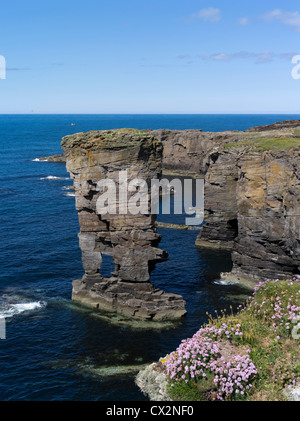 dh Yesnaby Castle YESNABY ORKNEY Sea pink stack seapink flowers rocky seacliffs top seastack coast rocks