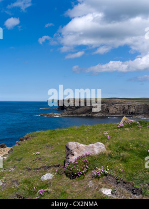 dh Yesnaby Cliffs YESNABY ORKNEY Summer Scotland Seapink flowers seacliff tops sea cliff coastline uk scottish islands coast line island