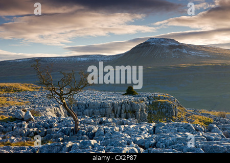 Snow capped Ingleborough from the limestone pavements on Twistleton Scar, Yorkshire Dales Stock Photo